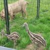 EMU chicks