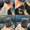 German shepherds for sale