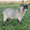 REDUCTION Herd Dispersal - NPGA Registered Pygmy Goats