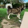 ALASKAN MALAMUTE