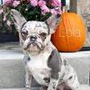 Beautiful coated Frenchies 