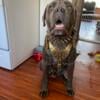 Blue brendle cane corso stud