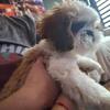 Rehoming companion San Antonio tx
