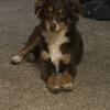 Red tri male-Ralphie toy Australian Shepherd