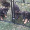 German shepherd puppies