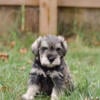 AKC Miniature Schnauzers Male Salt & Pepper Puppy, AKC Litter 7 weeks old