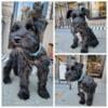 Ckc Miniature Schnauzer puppy