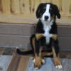 Bernese mountain dog male puppy Trevor