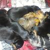 Mini Black and tan Dachshund puppy