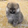 CHAMPION SIRED POMERANIANS