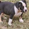 Registered American Bully puppies