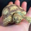 Baby sulcata tortoise