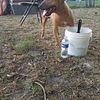 Bull Terrier stud