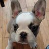 Frenchtons