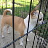 Hi In search for a Apple Head, Blue body with Tan markings, male or female puppy, or a Tan-Gold body with white!