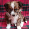 Mini Aussie Pomapoo Puppy. Beautiful Baby Girl. Red Tri. Blue Eyes.  Zip 23430. BEAUTIFUL !