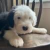 OLD ENGLISH SHEEPDOG PUPPIES