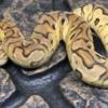 Adult Female Pastel Clown Ball Python