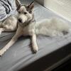 Free Husky to good home