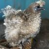 Hens Choice Dozen Silkie Hatching Eggs NPIP