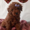 Goldendoodle Puppies