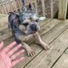 French bulldog male -