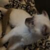 8 week old Siamese fold kitten