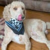 Stud standard Poodle 60#