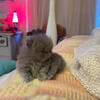 Persian Munchkin kittens 