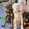 Doberman Pinscher Puppies 