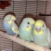 Hand raised parakeets