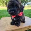 Toy Poodle/ Havanese female puppy