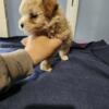 Teddybear pups looking for homes