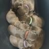 AKC Registered Chocolate Lab Puppies