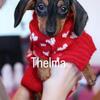 Miniature Dachshunds Thelma