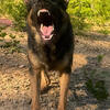 German Shepherd, stud service