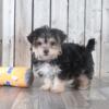 Cole Teacup Yorkie/Bichon Cross