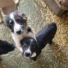 Registered Australian Shepard Puppies