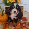 Akc bernese mountain dog puppies