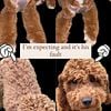 Mini Intense Red Goldendoodles