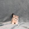 DesignPurrs  Exotic Short Hair  and  Persian kitten