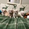 Yorkshire Terrier- Maltipoo Puppies