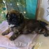 SWEET LITTLE GEORGIA SHIH TZU GIRL  NASHVILLE TN