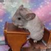 Chinchilla Babies for Sale