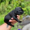 Frenchie puppies for rehome