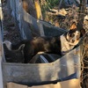 Red/Blue Healer Mix Male Needing Home