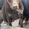 European import bred pups reds and blacks