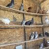 Iraqi pigeons 