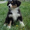 Australian shepherd puppies aussie