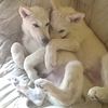 3 very socialized wolf pups still waiting for there forever home